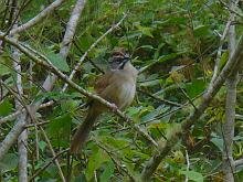 Rusty Sparrow